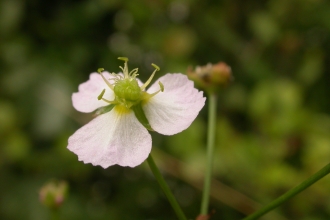 Water-plantain