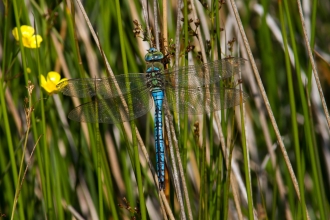 Emperor Dragonfly