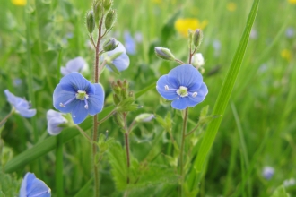 Germander Speedwell