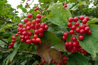 Guelder-rose