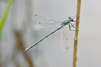 Emerald Damselfly