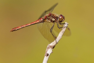 Common Darter male