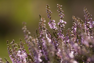 Heather (Calluna vulgaris)