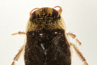 Saucer Bug