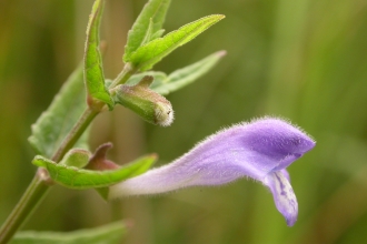 Skullcap