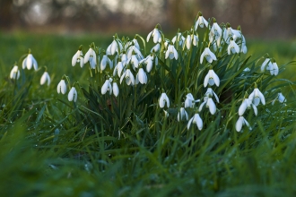 Snowdrops