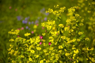 Wood Spurge