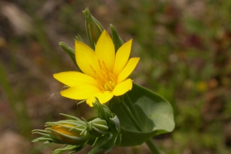 Yellow-wort