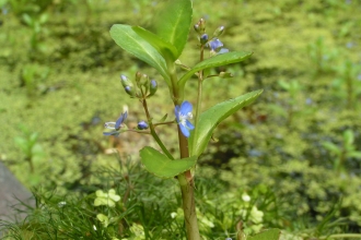 Brooklime