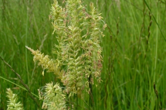 Crested Dog's-tail