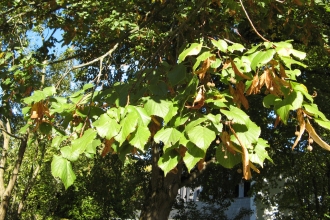 Large-leaved Lime