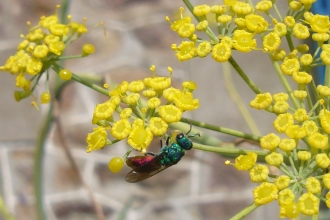 Ruby-tailed Wasp