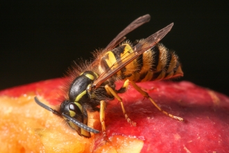 Common Wasp