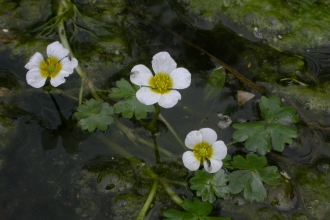 Common Water-crowfoot