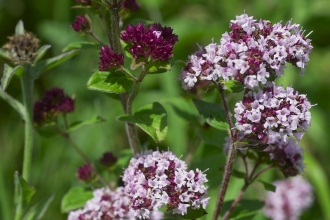 Wild Marjoram