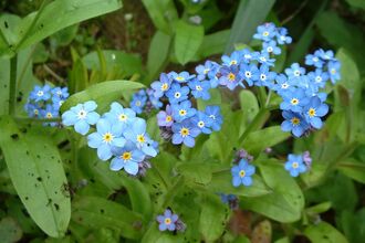 Wood Forget-me-not