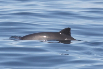 Harbour Porpoise