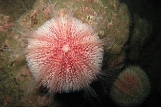 Edible sea urchin