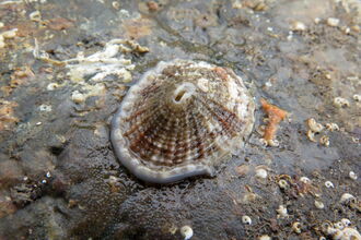 Keyhole limpet