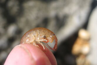Sand hopper