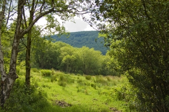 Branches Fork Meadows