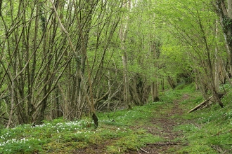 Croes Robert Wood SSSI