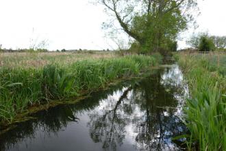 Magor Marsh SSSI