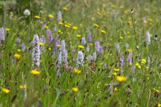 New Grove Meadows