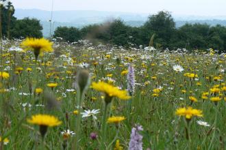 Pentwyn Farm SSSI