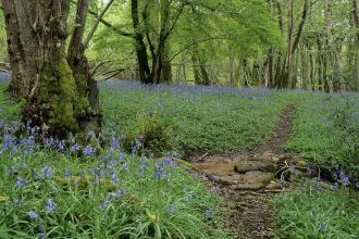 Prisk Wood SSSI