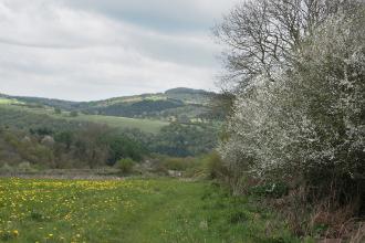 Wyeswood Common