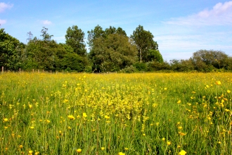 Great Traston Meadows