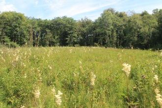 Henllys Bog meadow