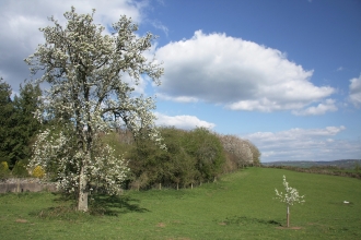 Kitty's Orchard grassland