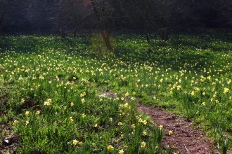 Margaret's Wood daffodils