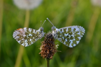 Pair of orange tip butterflies