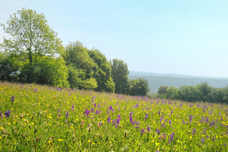 Pentwyn Farm flower meadow