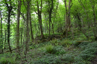 Prisk Wood woodland