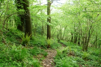 Strawberry Cottage Wood woodland