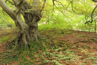 Silent Valley woodland