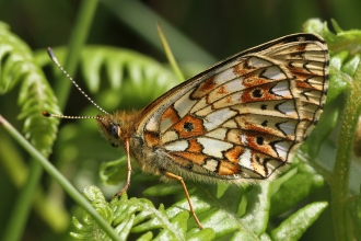 Small pearl-bordered fritillary