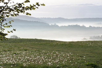 Wyeswood Common 