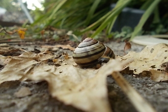 Snail on back garden path