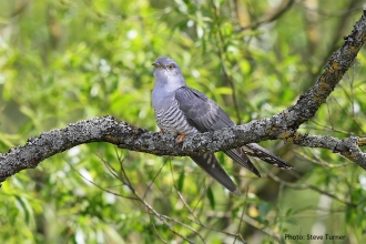 Gwent Wildlife Trust's photography competition 2018 Over 16 category winning entry by Steve Turner, of a Cuckoo at GWT’s Magor Marsh Nature Reserve