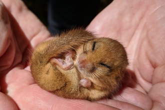 A Dormouse photographed in Caerwent