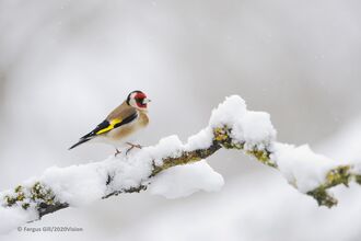 Goldfinch in snow - Fergus Gill, 2020 Vision