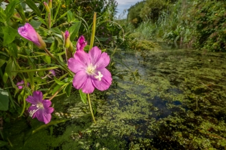 Waterway on the Gwent Levels