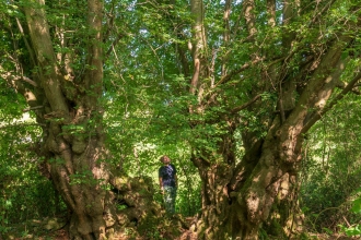 Gwent Wildlife Trust's Woodland Officer Doug Lloyd looking at the Prisk Wood Lime Tree nominated for Tree of the Year 2019