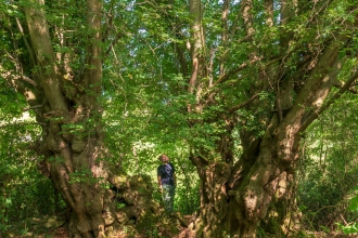 Gwent Wildlife Trust's Woodland Officer Doug Lloyd looking at the Prisk Wood Lime Tree nominated for Tree of the Year 2019