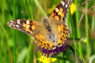 Painted lady butterfly